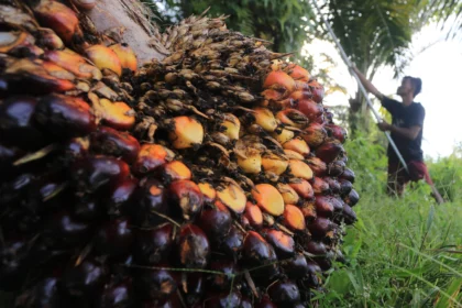 Petani memetik tandan buah segar (TBS) kelapa sawit saat panen di Desa Suak Raya, Johan Pahlawan, Aceh Barat, Aceh, Selasa (2/6/2026).(Sumber: Antara Foto/Syifa Yulinnas/tom)